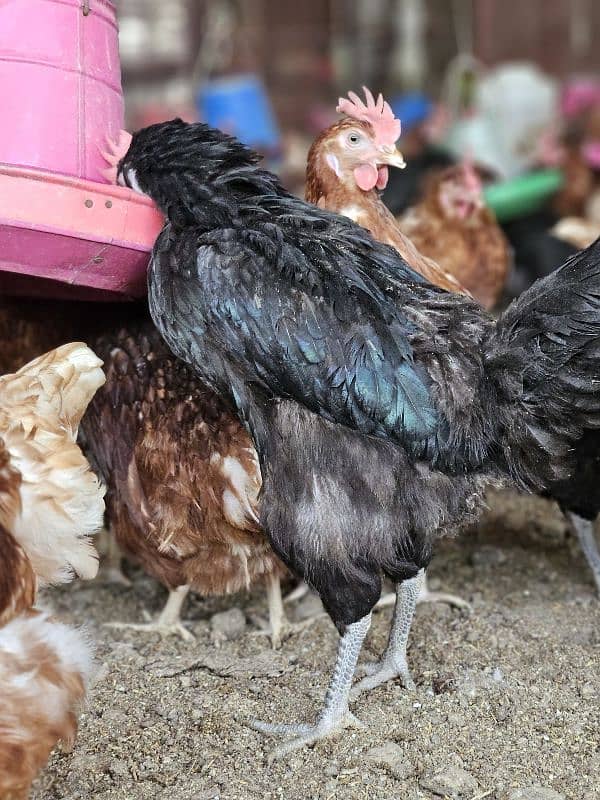 Lohman Brown | Egg laying | Desi hens | Murgiya | مرغیاں | Lohmaan hen 3