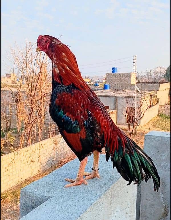 Aseel lakha bird for sale 1