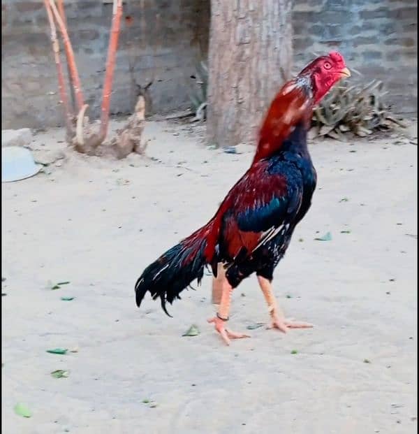 Aseel lakha bird for sale 2