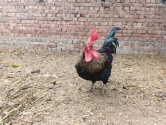 Rooster for sale