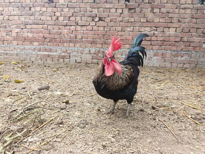 Rooster for sale 0