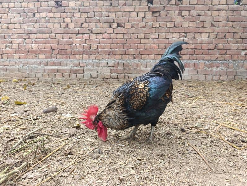 Rooster for sale 1