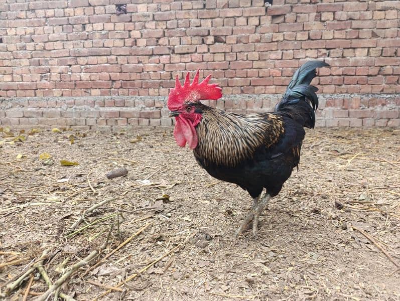 Rooster for sale 2