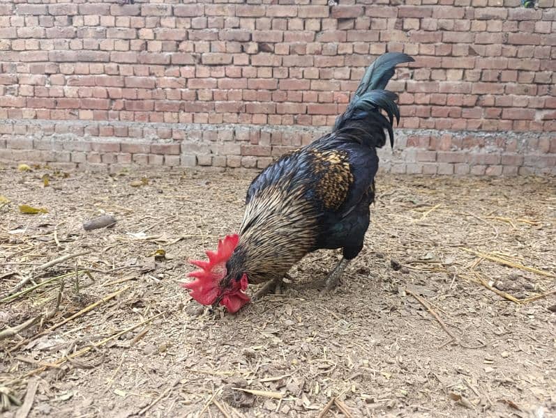 Rooster for sale 3