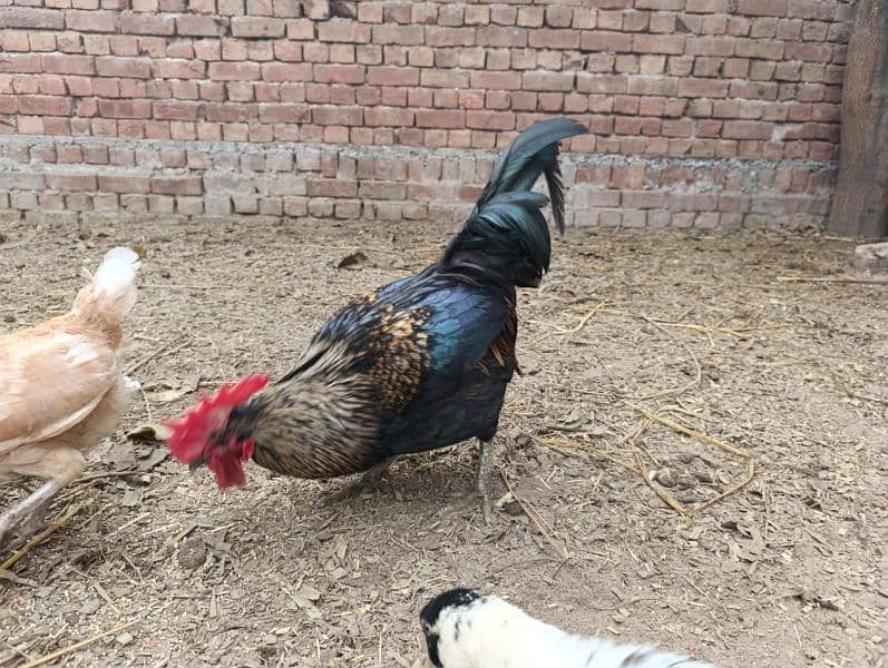 Rooster for sale 4