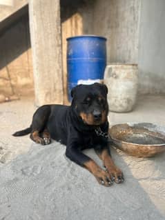 Rottweiler female dog for sale