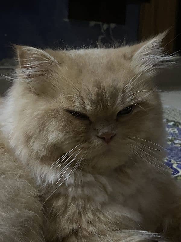 Persian Triple coated male cat for mating 0