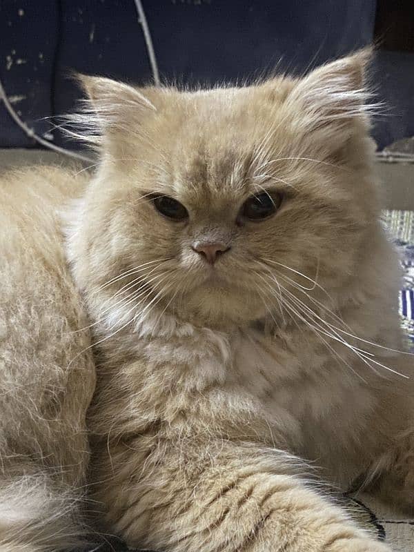 Persian Triple coated male cat for mating 1