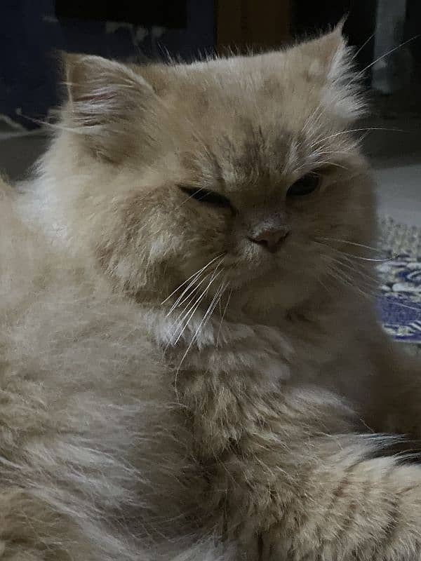 Persian Triple coated male cat for mating 2