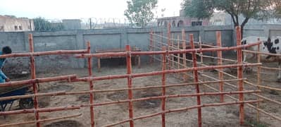 3 kanal dairy farm available for rent