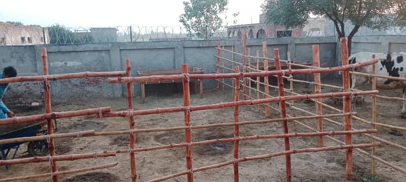 3 kanal dairy farm available for rent 0