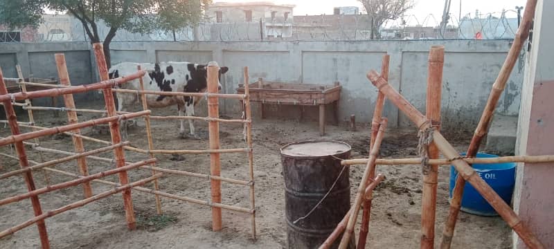 3 kanal dairy farm available for rent 5