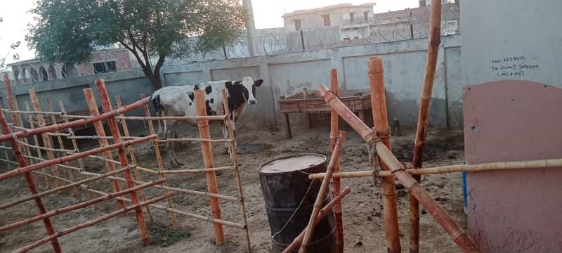 3 kanal dairy farm available for rent 8