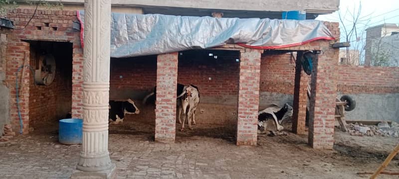 3 kanal dairy farm available for rent 10