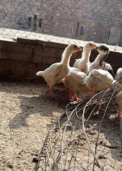 Heera Aseel Chicks