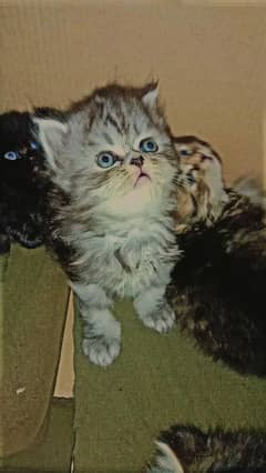 Persian kittens triple coated breed. . .