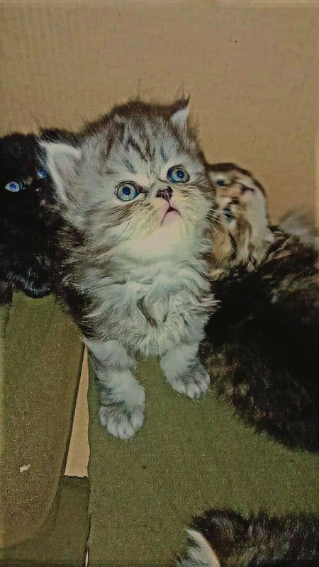 Persian kittens doll face triple coated breed. . . 0