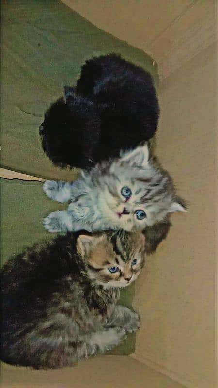 Persian kittens doll face triple coated breed. . . 1