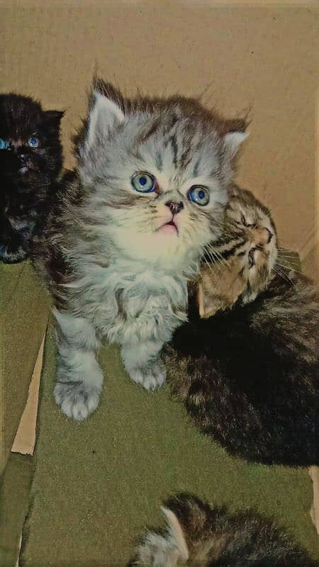 Persian kittens doll face triple coated breed. . . 2