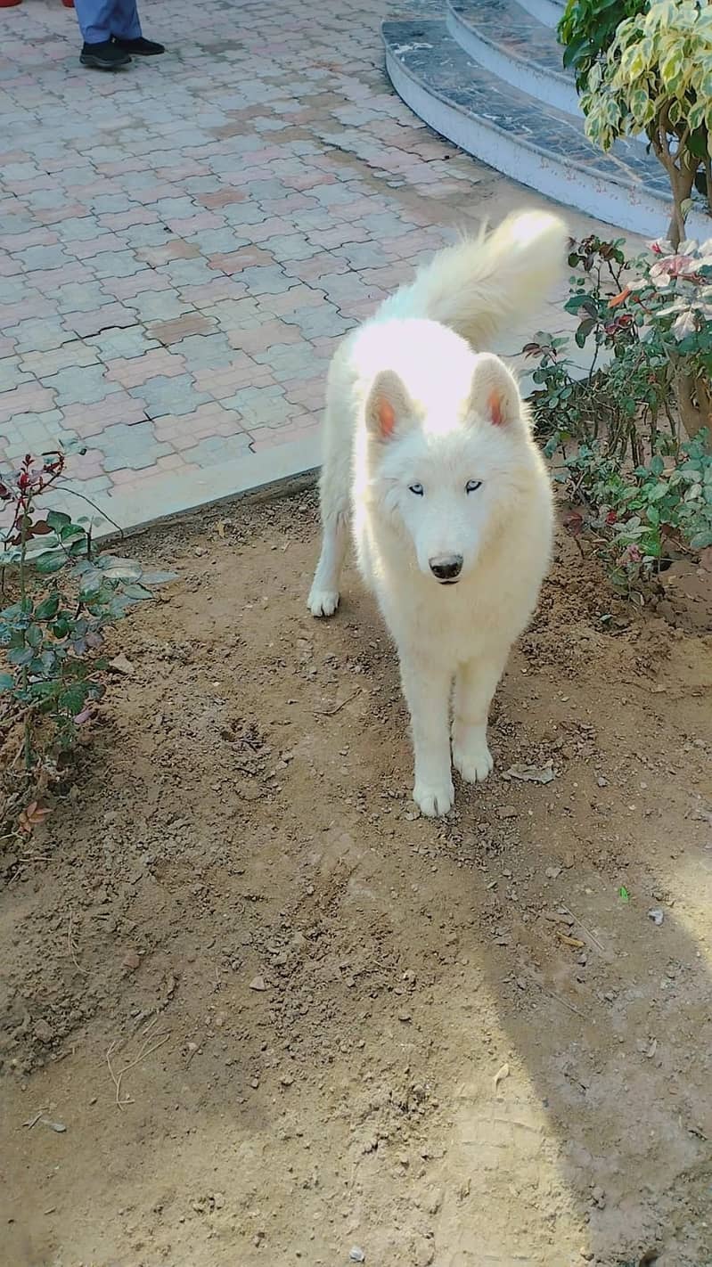 Siberian husky blue eyes 0