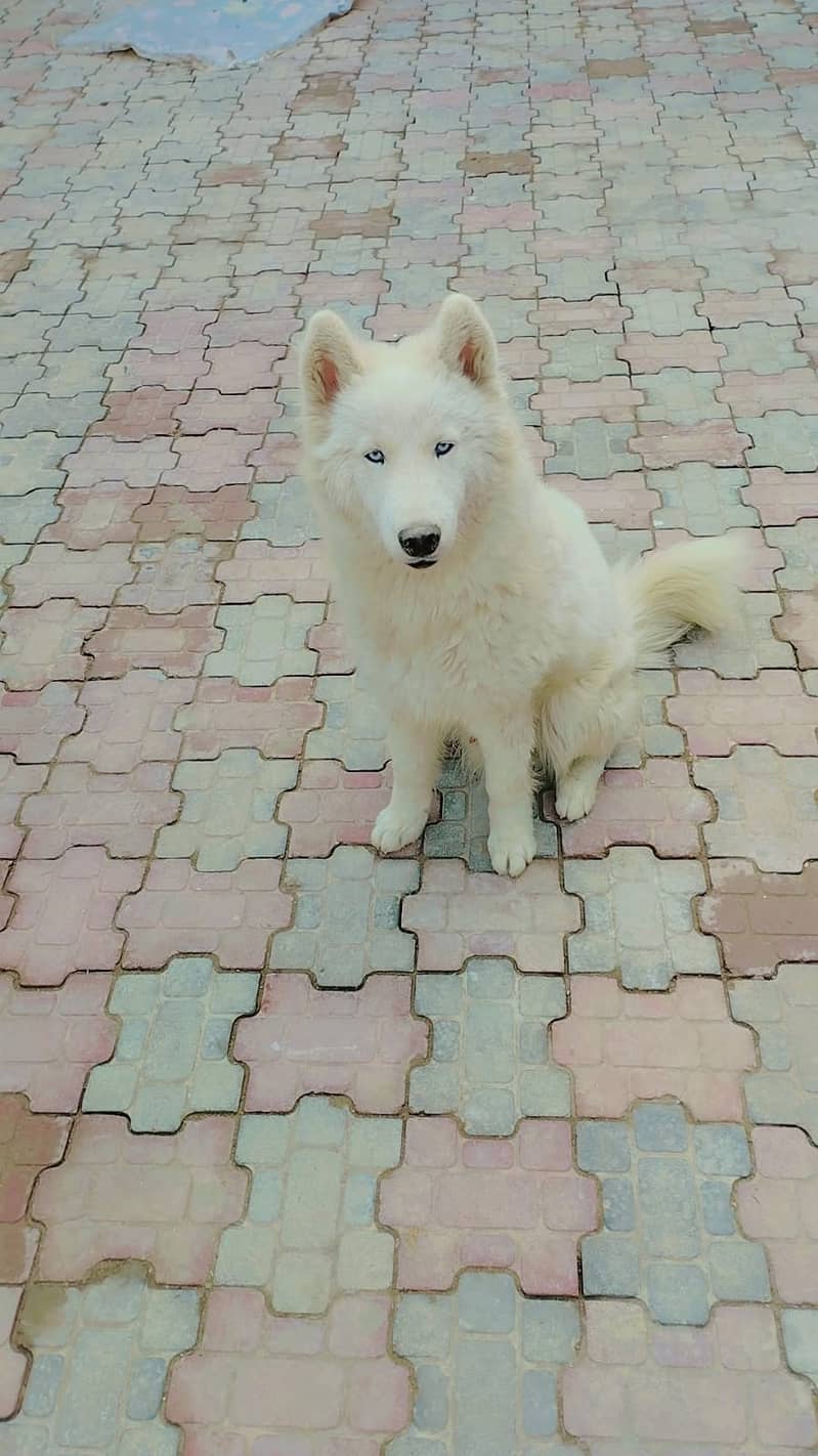 Siberian husky blue eyes 1