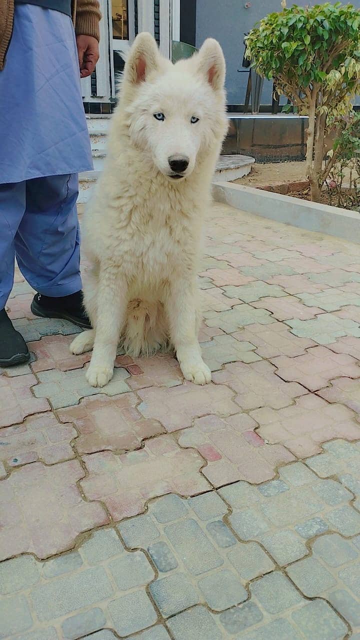 Siberian husky blue eyes 2