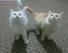 Persian Kittens