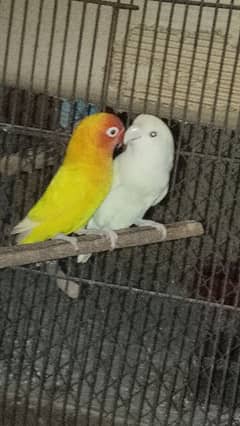 love birds  pair