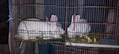 Rabbits pair with baby