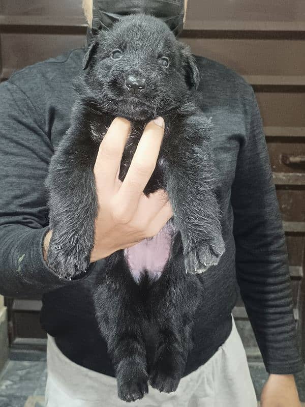 high quality gsd puppy long coat available 1