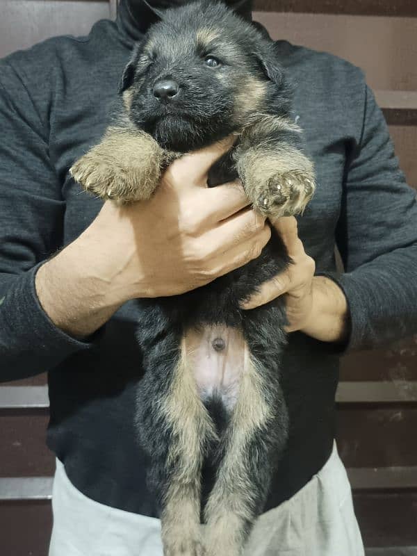 high quality gsd puppy long coat available 2