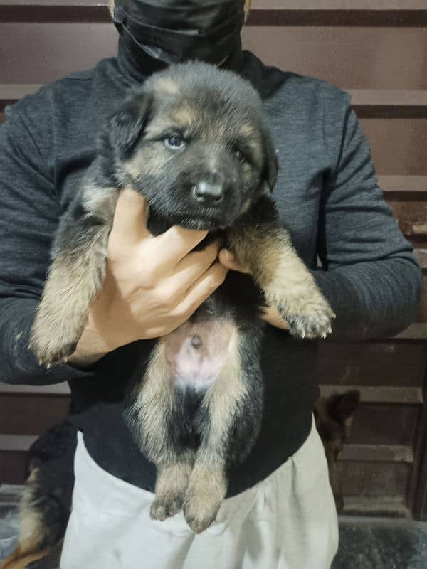 high quality gsd puppy long coat available 3