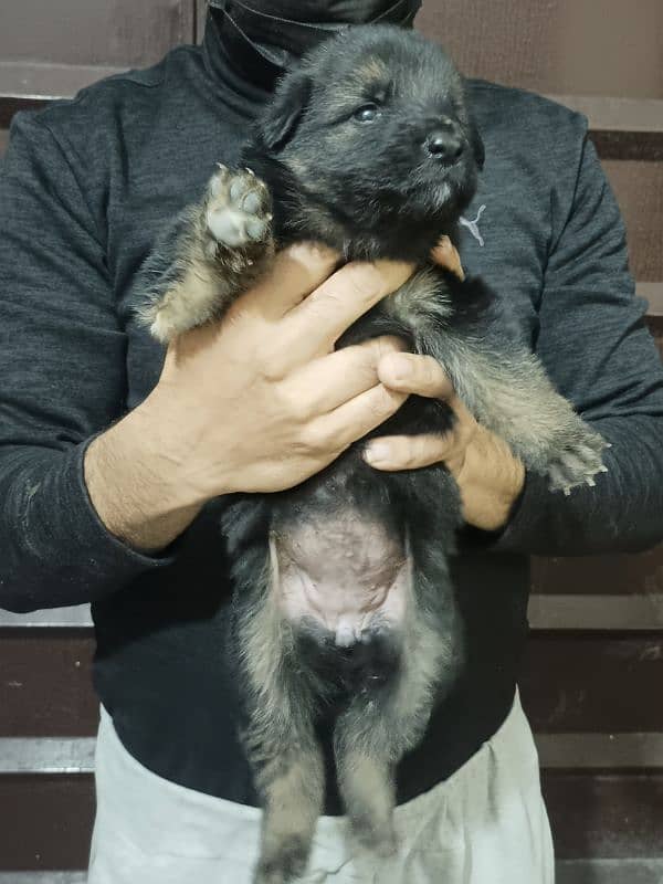 high quality gsd puppy long coat available 4