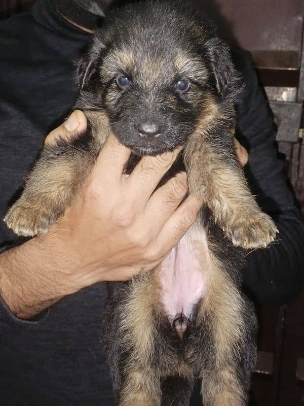 high quality gsd puppy long coat available 5