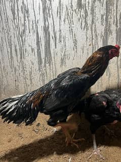 Shamo pair payor black