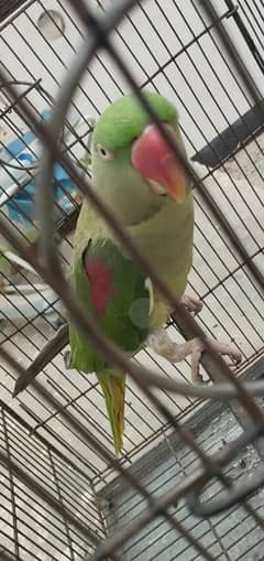 Raw parrot full active for sale