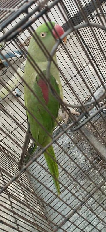 Raw parrot full active for sale 1