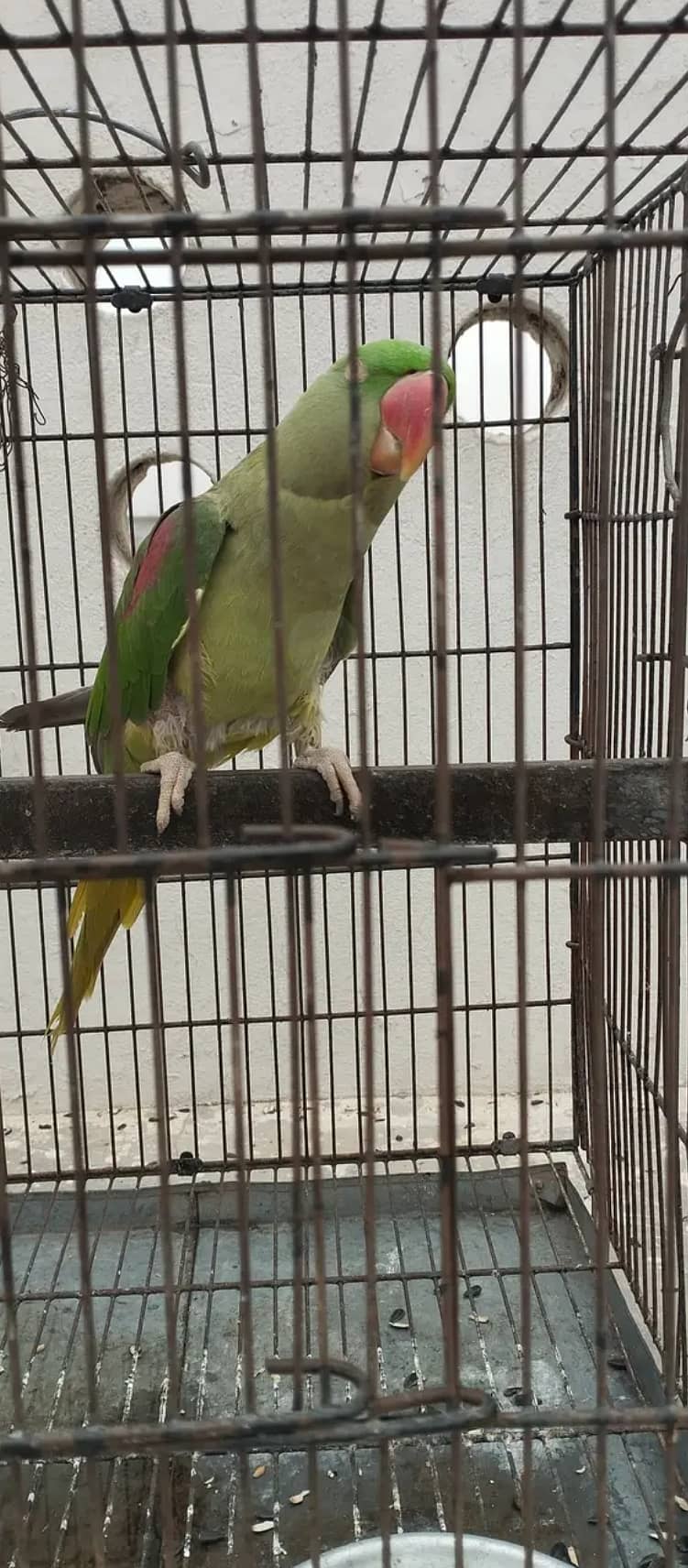 Raw parrot full active for sale 2