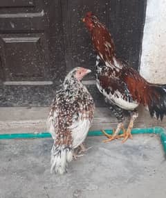 Egg lying hen and assel murgha  hen for sale