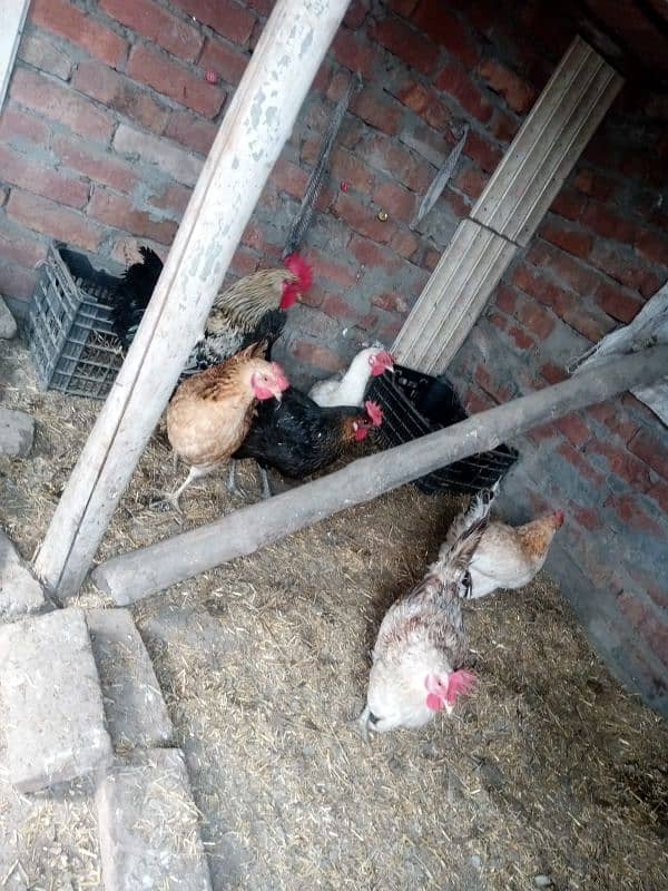 eggs laying hen 3