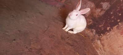 White Red Eye Full breeder rabbit pair