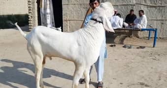 Desi Bakra For Sale Call me _03332106392