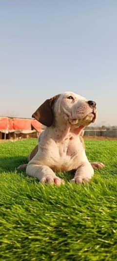 Extreme Size/Quality Pakistani Bully Kutta Puppies.