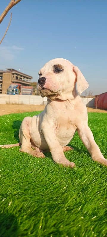 Extreme Size/Quality Pakistani Bully Kutta Puppies. 9