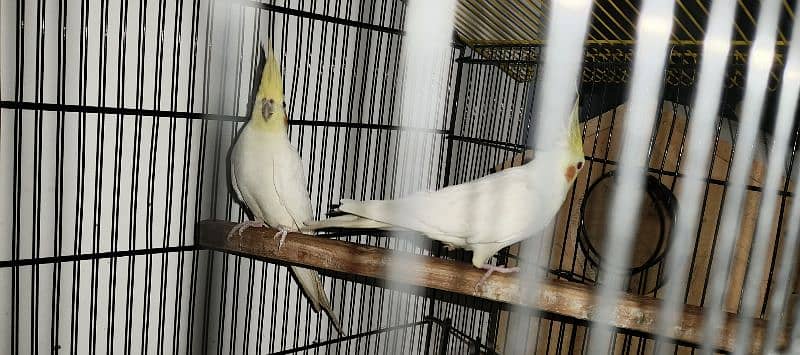 COMAL WHITE RED EYES COCTAIL BREADER PAIR FOR SALE 0