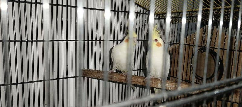 COMAL WHITE RED EYES COCTAIL BREADER PAIR FOR SALE 1