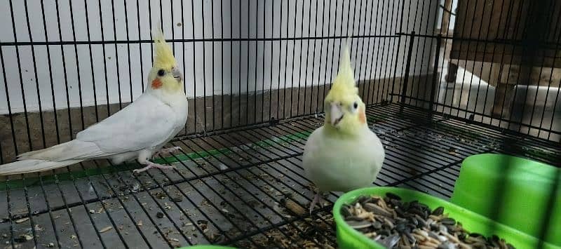 COMAL WHITE RED EYES COCTAIL BREADER PAIR FOR SALE 4