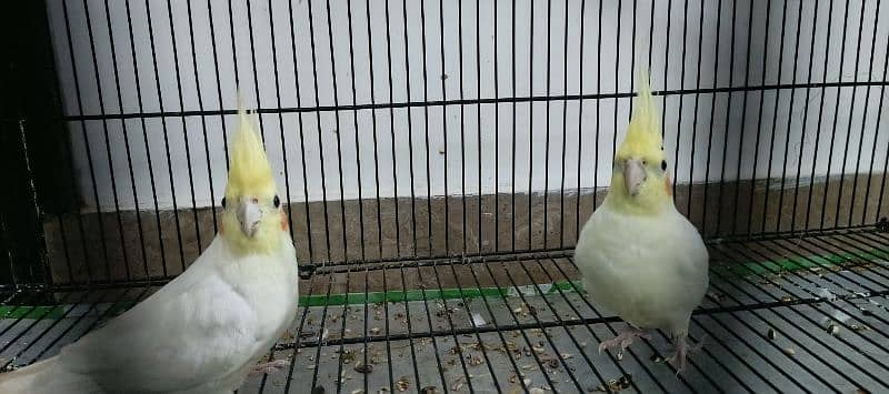 COMAL WHITE RED EYES COCTAIL BREADER PAIR FOR SALE 5