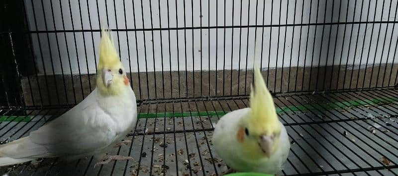 COMAL WHITE RED EYES COCTAIL BREADER PAIR FOR SALE 6