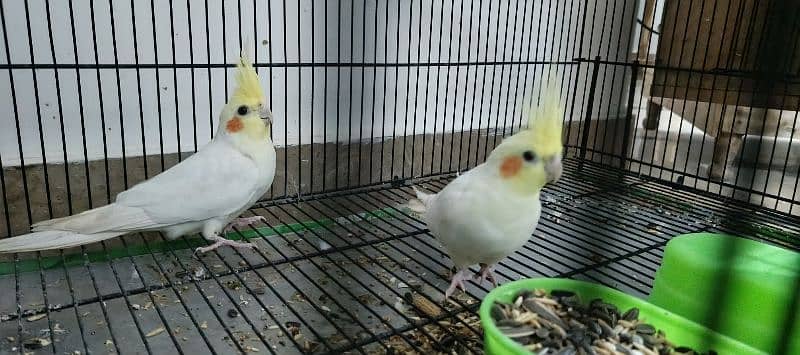 COMAL WHITE RED EYES COCTAIL BREADER PAIR FOR SALE 7